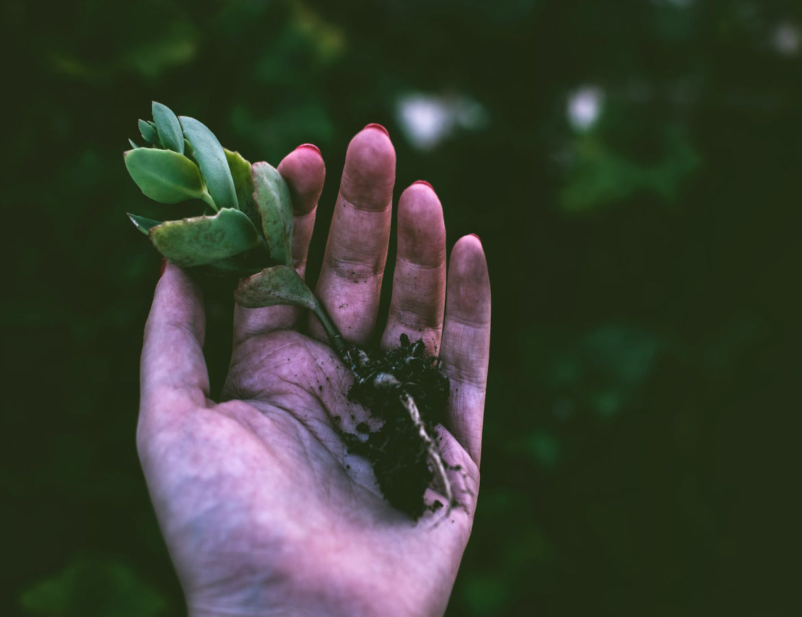 Plant More Trees to Save the Planet