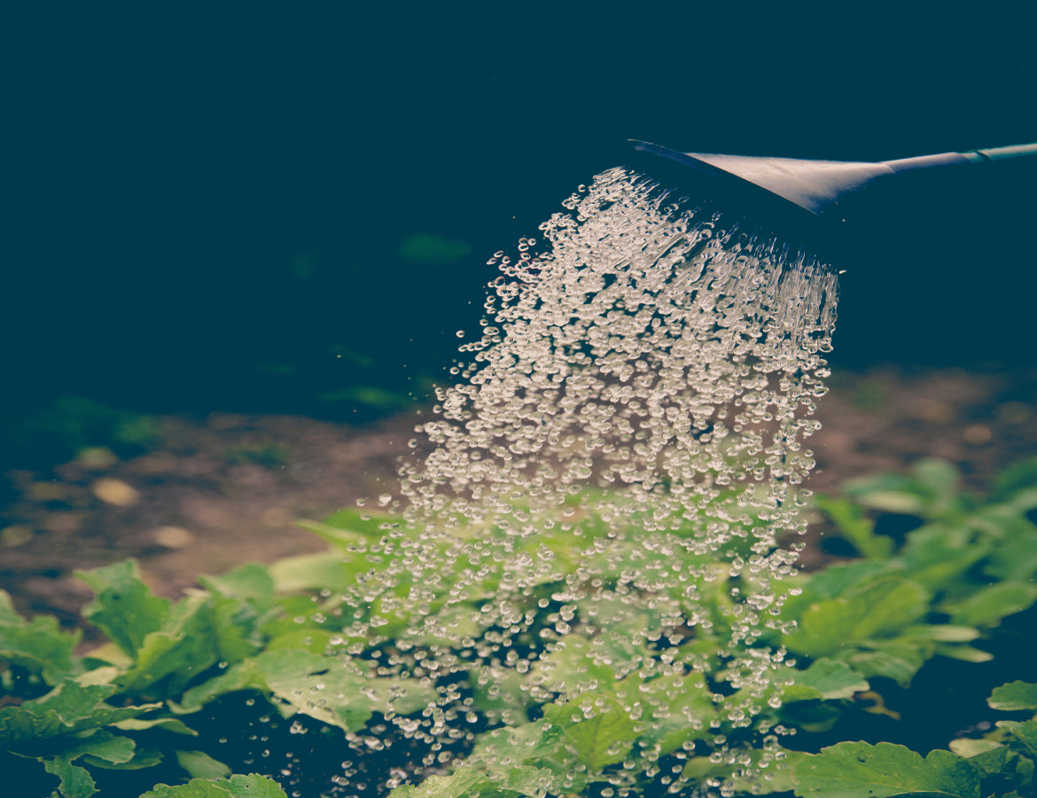 You Need to Nourish to Flourish!