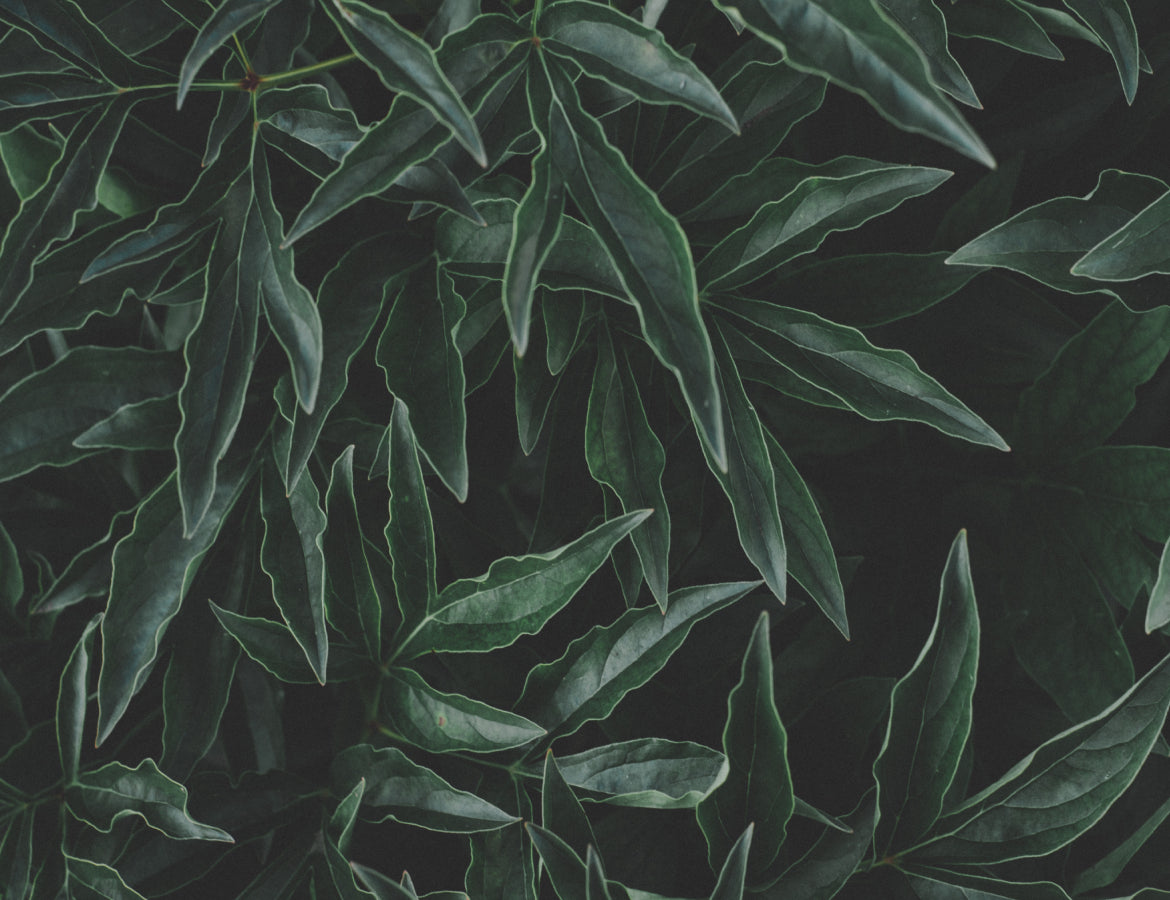 The care for your garden