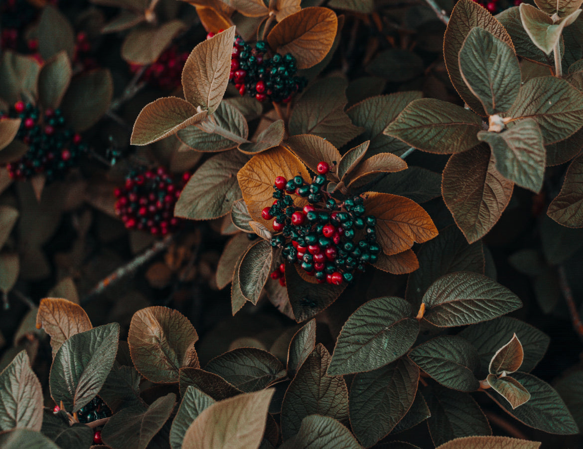 A Garden like never before