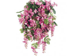 Flowers and Petals